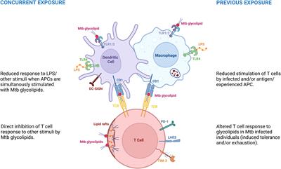 Immunological hyporesponsiveness in tuberculosis: The role of mycobacterial glycolipids